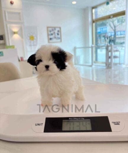Maltipoo puppy for sale, dog for sale at Tagnimal