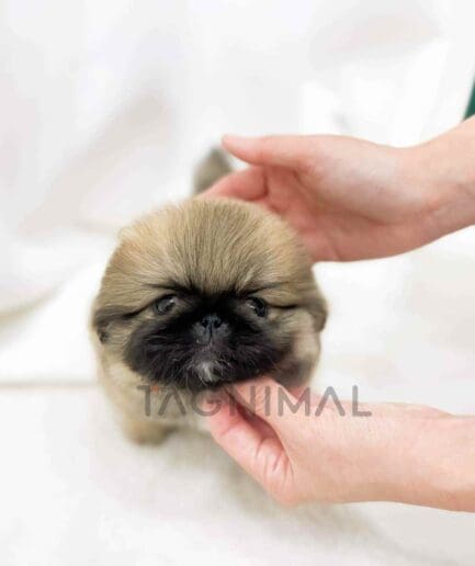 Pekingese puppy for sale, dog for sale at Tagnimal