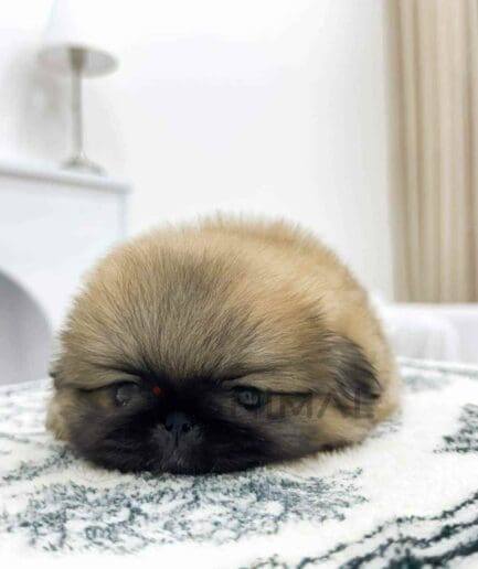 Pekingese puppy for sale, dog for sale at Tagnimal