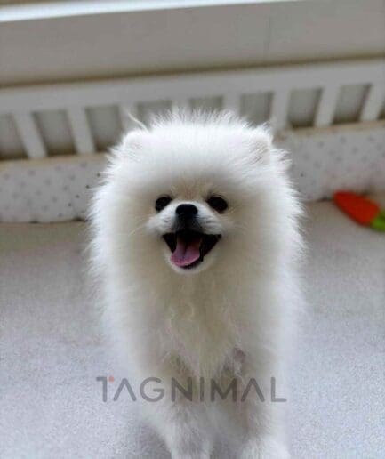 Pomeranian puppy for sale, dog for sale at Tagnimal
