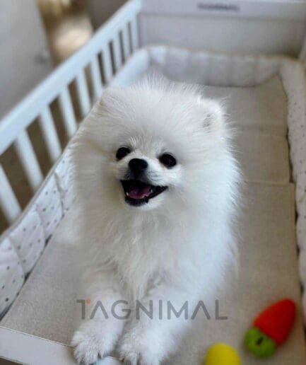 Pomeranian puppy for sale, dog for sale at Tagnimal