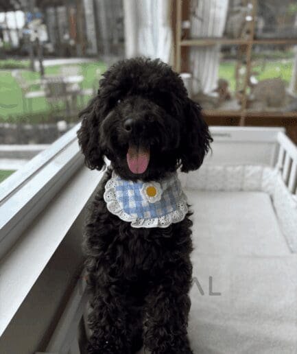 Poodle puppy for sale, dog for sale at Tagnimal