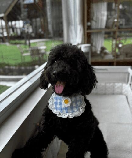 Poodle puppy for sale, dog for sale at Tagnimal