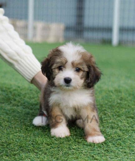 ขายลูกสุนัขเบอร์เนดูเดิ้ล ซื้อสุนัข ซื้อหมา ได้ที่ Tagnimal