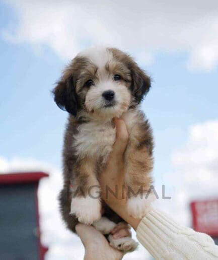 ขายลูกสุนัขเบอร์เนดูเดิ้ล ซื้อสุนัข ซื้อหมา ได้ที่ Tagnimal