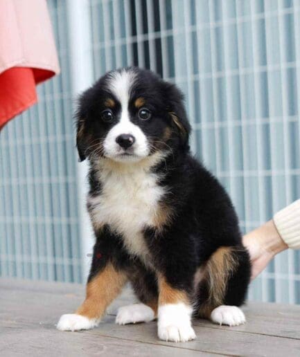 ขายลูกสุนัขเบอร์เนดูเดิ้ล ซื้อสุนัข ซื้อหมา ได้ที่ Tagnimal