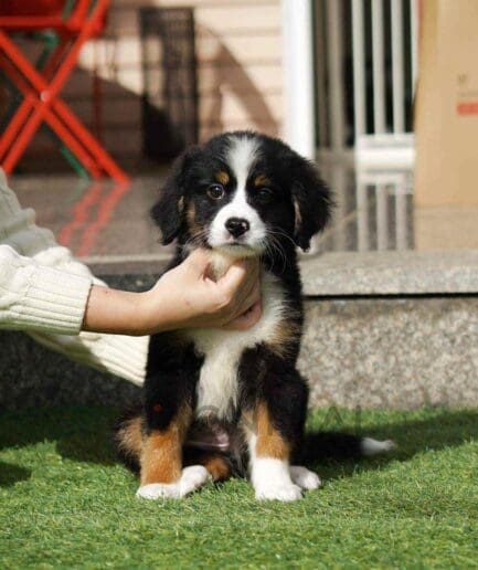 ขายลูกสุนัขเบอร์เนดูเดิ้ล ซื้อสุนัข ซื้อหมา ได้ที่ Tagnimal