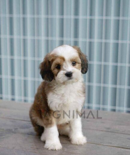 ขายลูกสุนัขเบอร์เนดูเดิ้ล ซื้อสุนัข ซื้อหมา ได้ที่ Tagnimal