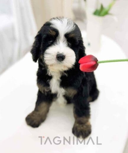 ขายลูกสุนัขเบอร์เนดูเดิ้ล ซื้อสุนัข ซื้อหมา ได้ที่ Tagnimal