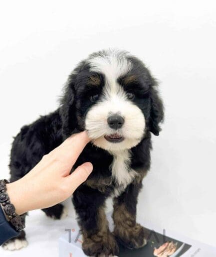 ขายลูกสุนัขเบอร์เนดูเดิ้ล ซื้อสุนัข ซื้อหมา ได้ที่ Tagnimal