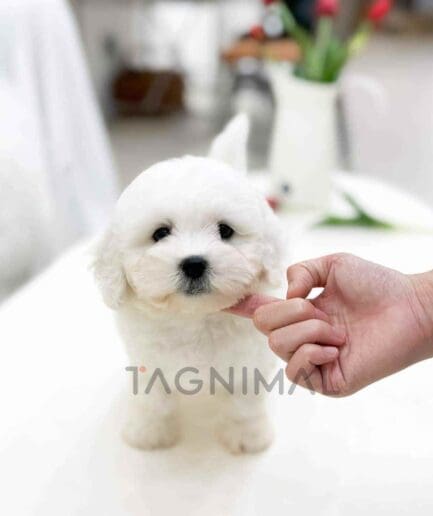 Bichon puppy for sale, dog for sale at Tagnimal