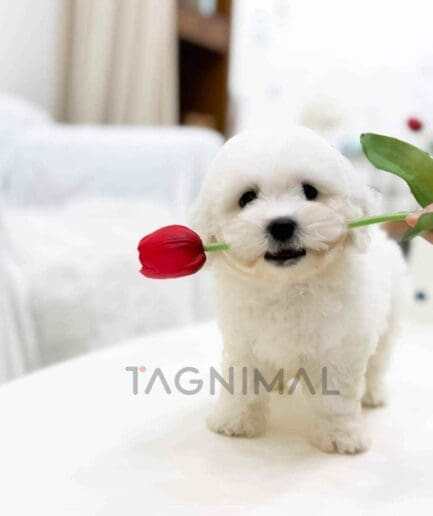 Bichon puppy for sale, dog for sale at Tagnimal