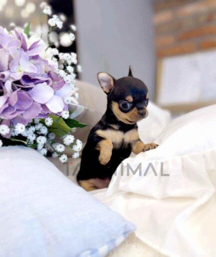 Chihuahua puppy for sale, dog for sale at Tagnimal