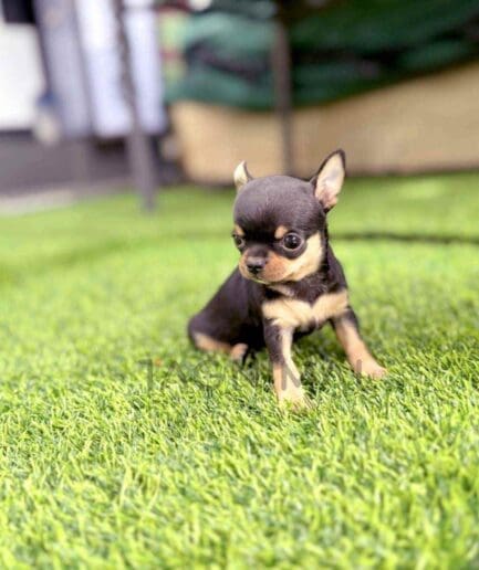 Chihuahua puppy for sale, dog for sale at Tagnimal