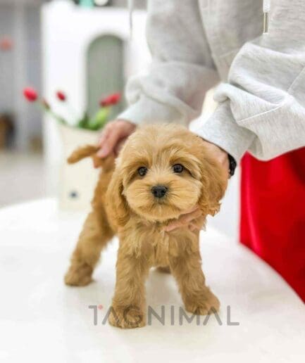 Cockapoo puppy for sale, dog for sale at Tagnimal