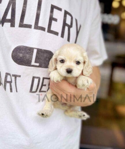 Cocker Spaniel puppy for sale, dog for sale at Tagnimal