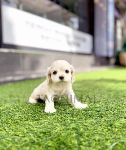 Cocker Spaniel puppy for sale, dog for sale at Tagnimal