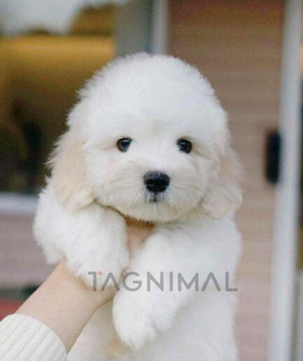 Coton de Tulear puppy for sale, dog for sale at Tagnimal