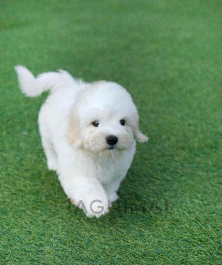 Coton de Tulear puppy for sale, dog for sale at Tagnimal