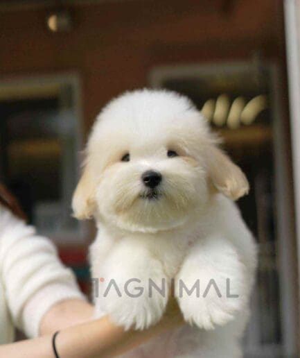 coton de tulear puppy for sale, dog for sale at Tagnimal