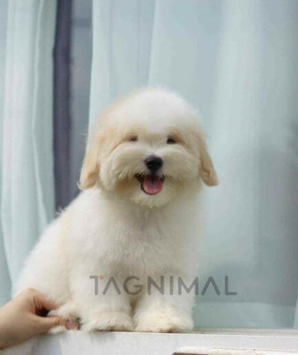 coton de tulear puppy for sale, dog for sale at Tagnimal