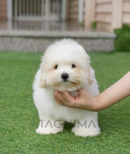 coton de tulear puppy for sale, dog for sale at Tagnimal