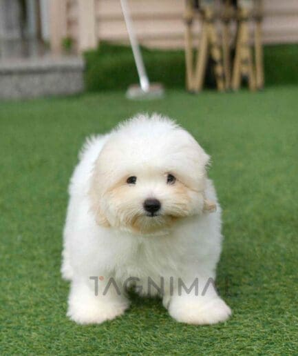 coton de tulear puppy for sale, dog for sale at Tagnimal