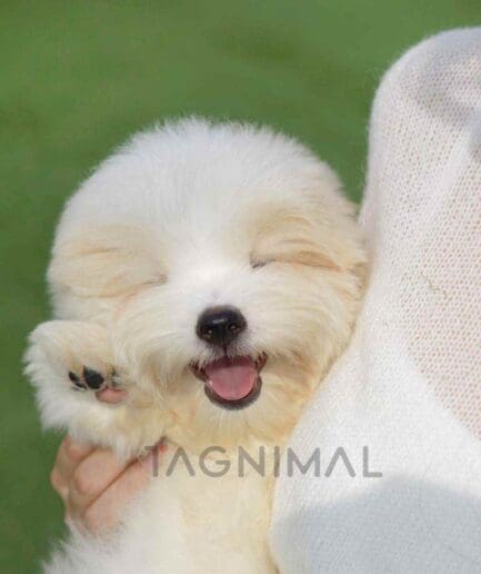 coton de tulear puppy for sale, dog for sale at Tagnimal