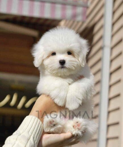 Coton de Tulear puppy for sale, dog for sale at Tagnimal