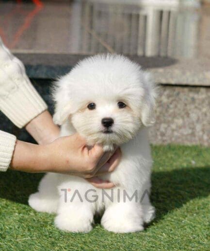 Coton de Tulear puppy for sale, dog for sale at Tagnimal