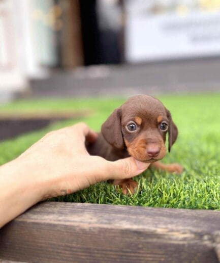 Dachshund puppy for sale, dog for sale at Tagnimal