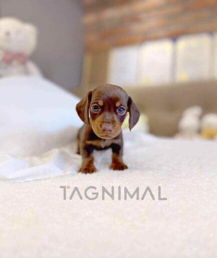 Dachshund puppy for sale, dog for sale at Tagnimal
