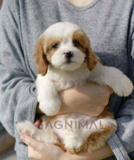 Goldendoodle puppy for sale, dog for sale at Tagnimal