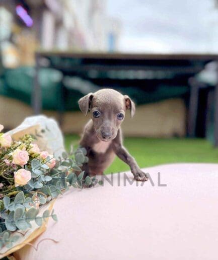 Italian Greyhound puppy for sale, dog for sale at Tagnimal