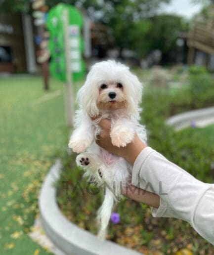 Maltese puppy for sale, dog for sale at Tagnimal