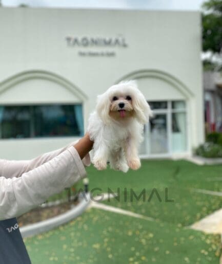 Maltese puppy for sale, dog for sale at Tagnimal