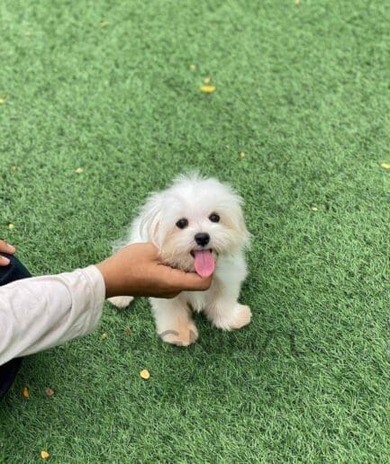 Maltese puppy for sale, dog for sale at Tagnimal