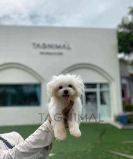 Maltese puppy for sale, dog for sale at Tagnimal