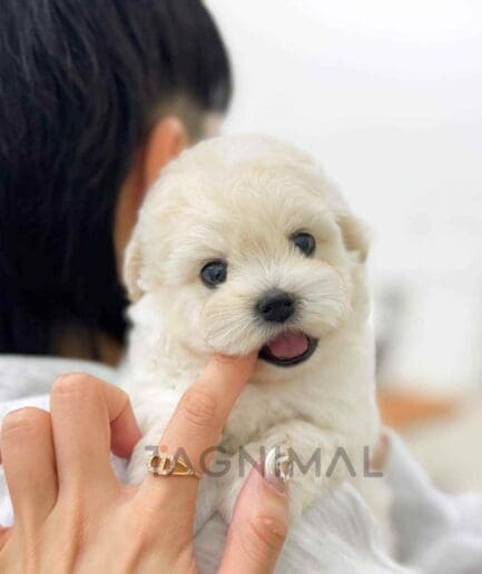 Maltichon puppy for sale, dog for sale at Tagnimal
