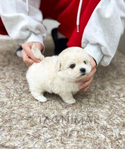 Maltichon puppy for sale, dog for sale at Tagnimal