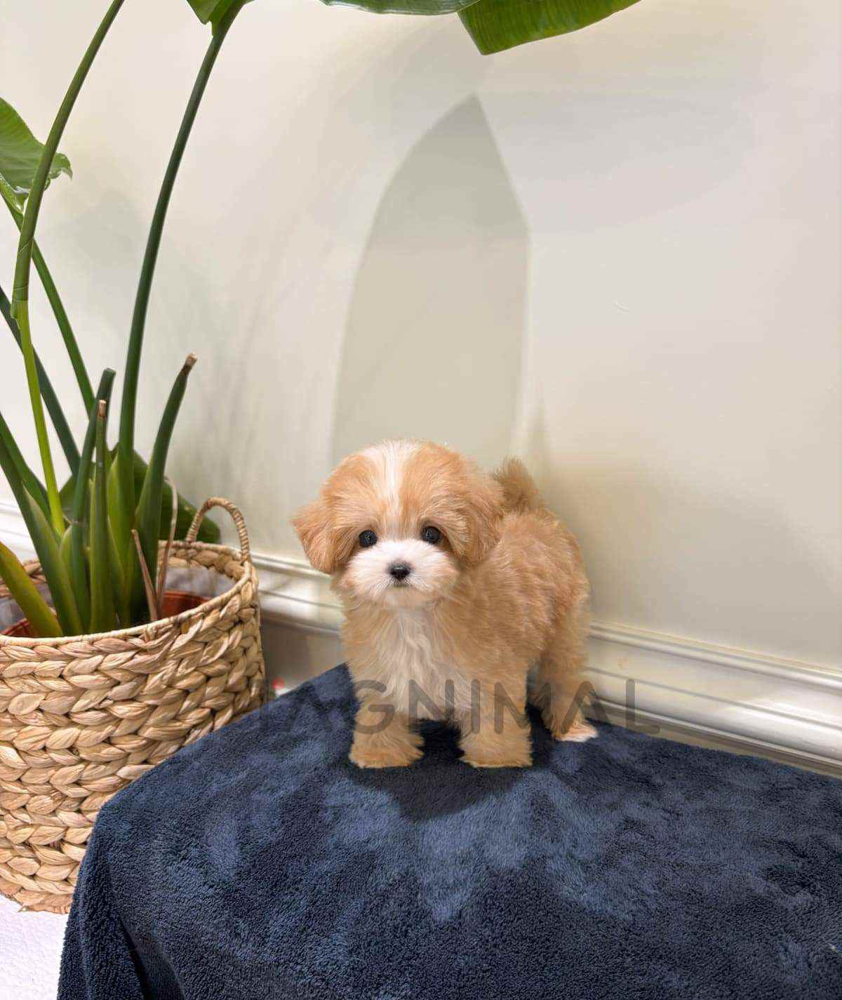 ขายลูกสุนัขมอลทิพู ซื้อสุนัข ซื้อหมา ได้ที่ Tagnimal