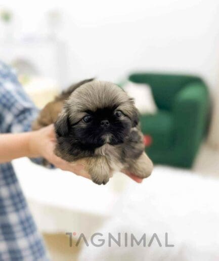 Pekingese puppy for sale, dog for sale at Tagnimal