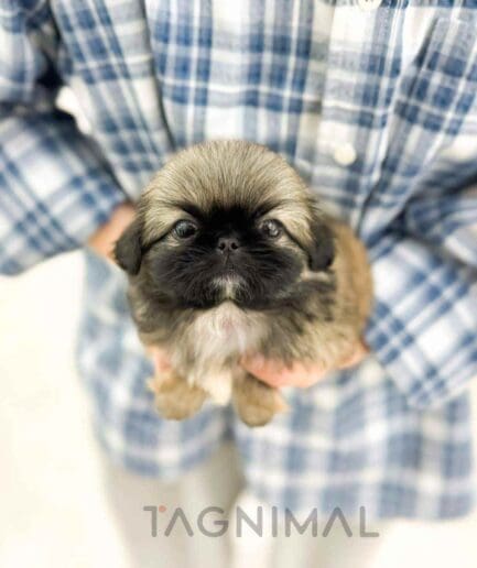 Pekingese puppy for sale, dog for sale at Tagnimal