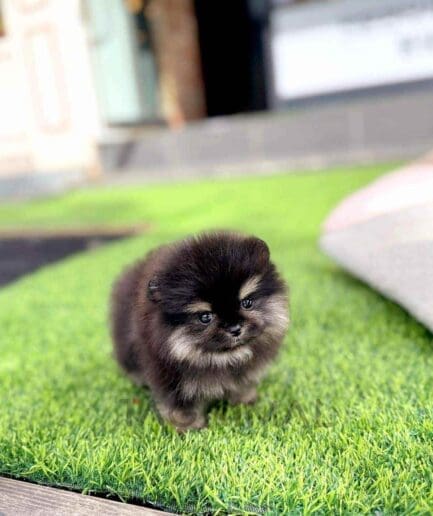 Pomeranian puppy for sale, dog for sale at Tagnimal