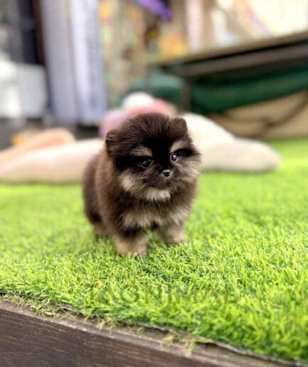 Pomeranian puppy for sale, dog for sale at Tagnimal