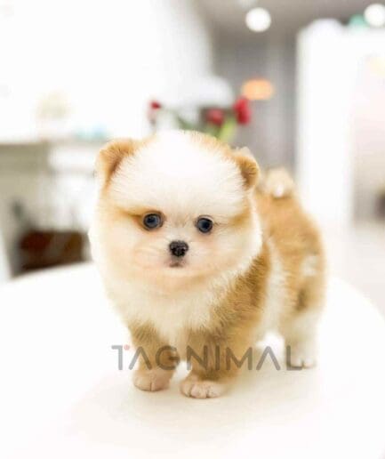 Pomeranian puppy for sale, dog for sale at Tagnimal