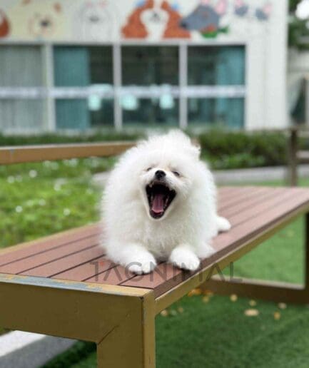 Pomeranian puppy for sale, dog for sale at Tagnimal