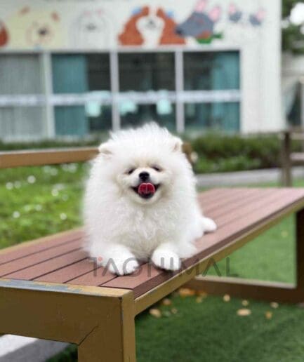 Pomeranian puppy for sale, dog for sale at Tagnimal