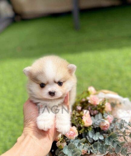 Pomsky puppy for sale, dog for sale at Tagnimal