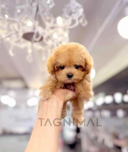 Tony puppy for sale, dog for sale at Tagnimal